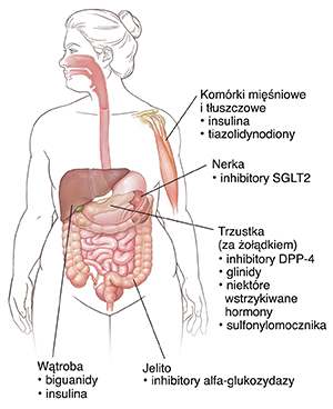 Zarys sylwetki człowieka pokazujący miejsca, w których działają leki przeciwcukrzycowe.