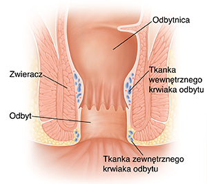Przekrój zdrowej odbytnicy i odbytu.