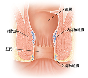 正常な直腸と肛門の断面図。