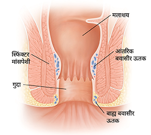 सामान्य मलाशय और गुदा का क्रॉस सेक्शन।