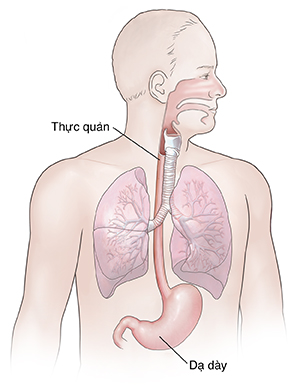 Mặt trước của người đàn ông thể hiện hình ảnh giải phẫu đường hô hấp và tiêu hóa trên.