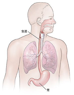 显示呼吸道和上消化道解剖结构的男性前视图。