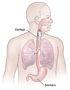 Vista frontale di un uomo con il sistema respiratorio e digestivo superiore in evidenza.