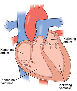 Cross-section ng puso na ipinakikita ang mga chamber ng puso.