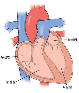 심방을 보여주는 심장의 단면도.