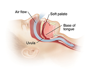 Side view of head with arrow showing path of air through nasal passages into trachea.