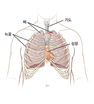 폐, 기도, 심장, 늑골이 보이는 남성 흉부의 전면 모습.