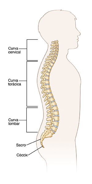 Imagem da coluna mostrando a curva cervical, a curva torácica, a curva lombar, o sacro e o cóccix