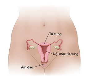 Mặt trước mặt cắt ngang của tử cung và âm đạo cho thấy niêm mạc nội mạc tử cung bên trong tử cung.